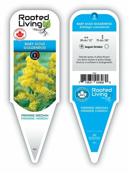 Solidago - 'Baby Gold' Goldenrod 1 gal outdoor