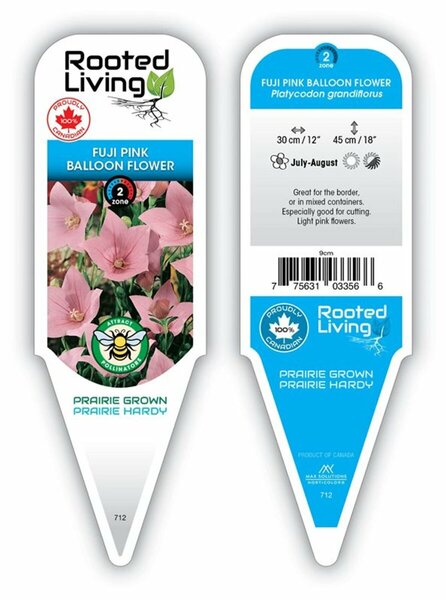 Platycodon - 'Fuji Pink' Balloon Flower 1 gal outdoor