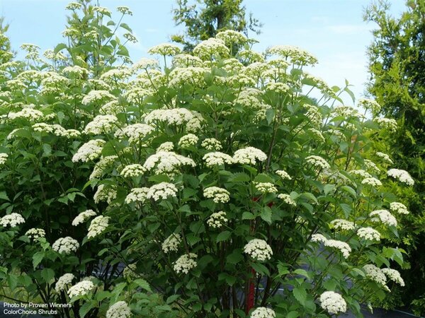Viburnum dentatum - 'Blue Muffin'™ Arrowwood (PW) 5 gal PW
