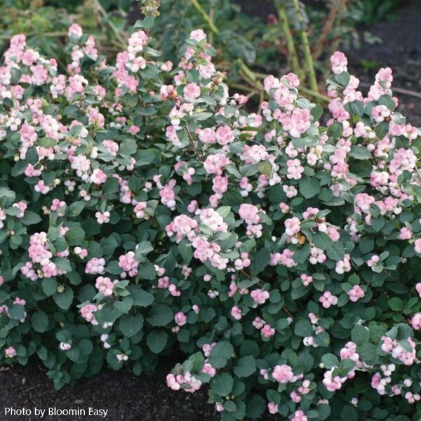 Symphoricarpos - 'Pinky Promise'™ Snowberry (BE) 5 gal