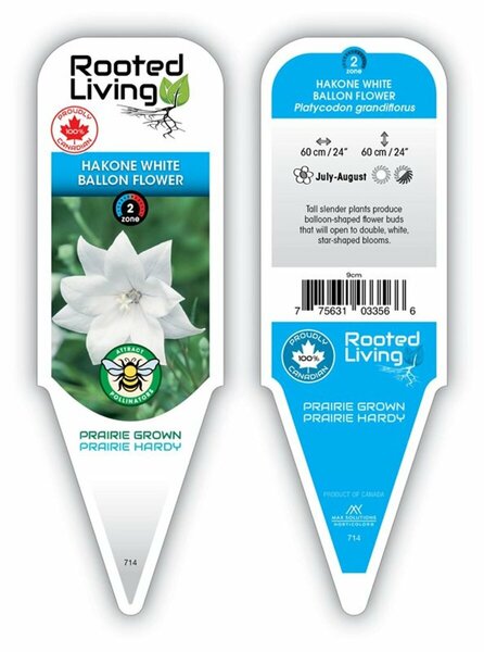 Platycodon - 'Hakone White' Balloon Flower 1 gal outdoor