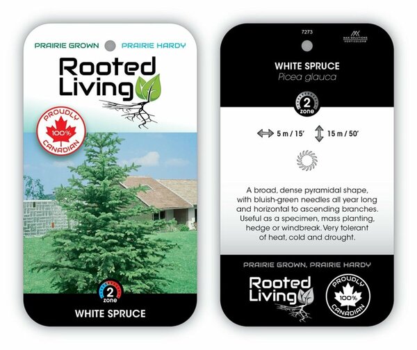 Picea glauca - 'White' Spruce 5 gal
