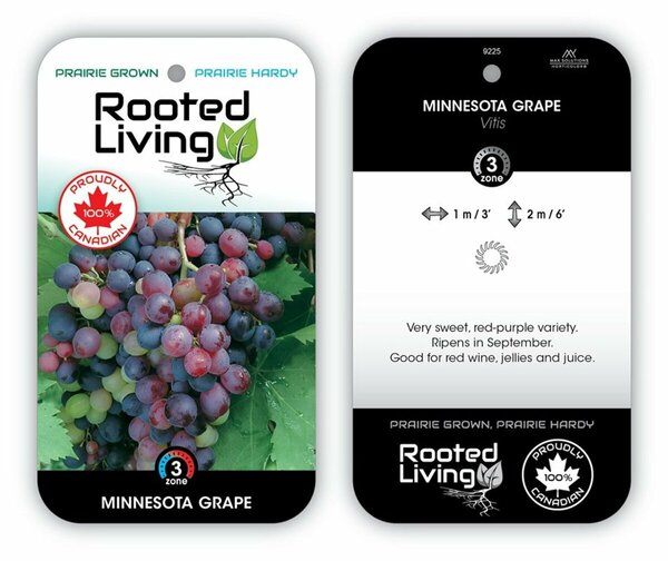 Vitis - 'Minnesota 78' Grape 1 gal
