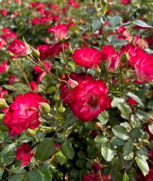 Rosa - 'Never Alone' [Pi/Wh] 2 gal