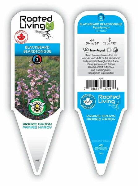 Penstemon digitalis - 'Blackbeard' Beardtongue 1 gal outdoor