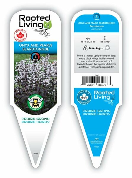 Penstemon digitalis - 'Onyx & Pearls' Beardtongue 1 gal outdoor