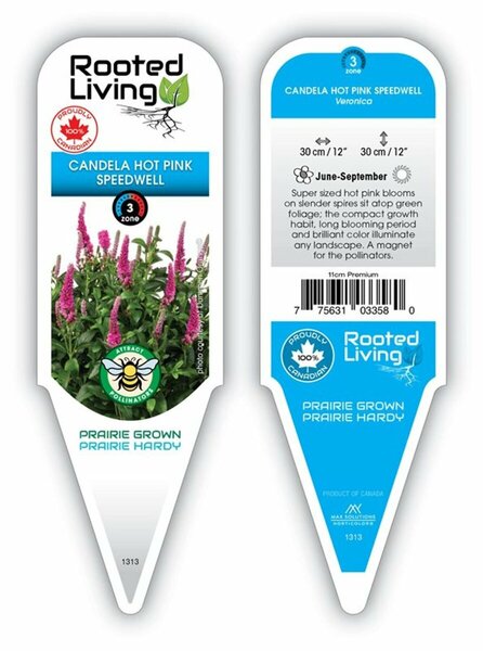 Veronica- Candela™ Hot Pink Speedwell 1 gal outdoor