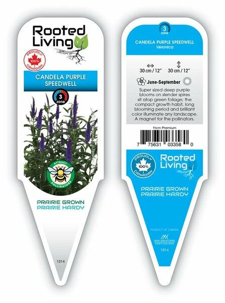 Veronica- Candela™ Purple Speedwell 1 gal outdoor