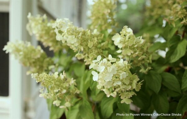 Hydrangea pan. - 'Pinky Winky'® (PW) 5 gal std - image 1