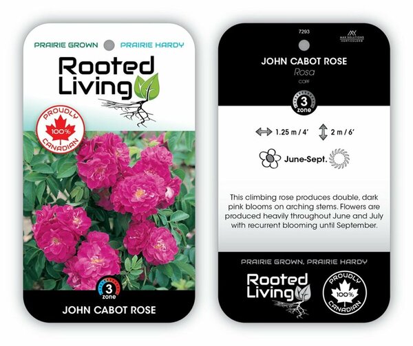 Rosa - 'John Cabot' Climbing Rose [Dk Pink] 1 gal