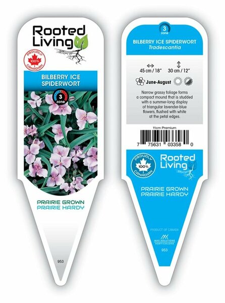 Tradescantia - 'Bilberry Ice' Spiderwort 1 gal outdoor