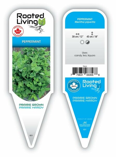Mentha piperita - Peppermint 9 cm (3.5")