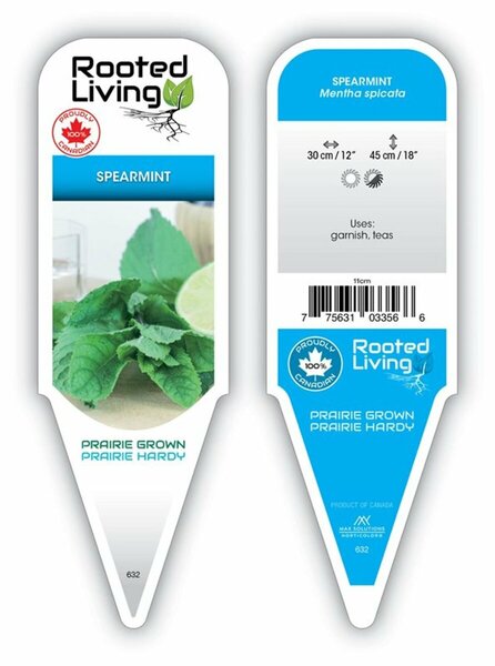 Mentha spicata - Spearmint 9 cm (3.5")