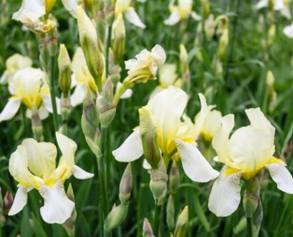 Iris sib. - 'Snow Queen' Siberian Iris 1 gal outdoor