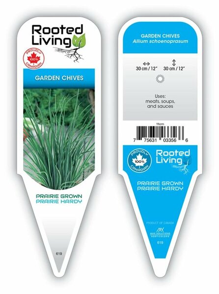 Allium schoenoprasum - Garden Chives 9 cm (3.5")