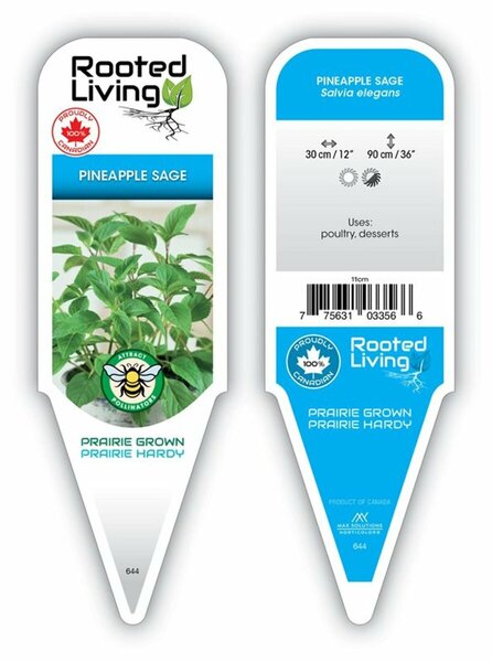 Salvia elegans - 'Scarlet Pineapple' Sage 9 cm (3.5")
