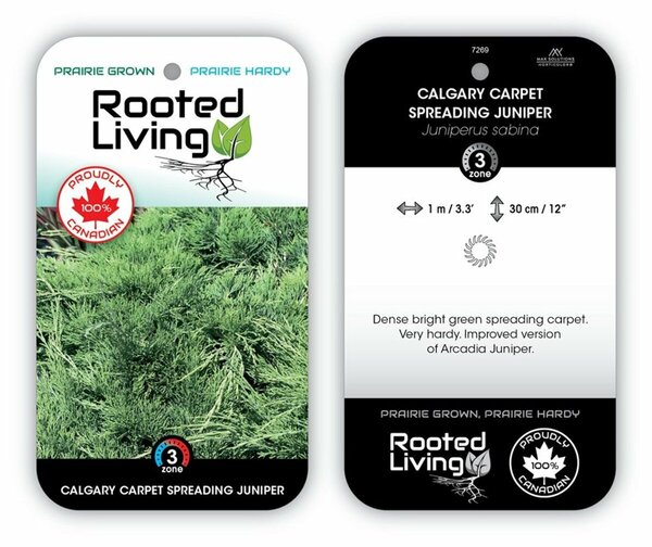 Juniperus sabina - 'Calgary Carpet' 3 gal