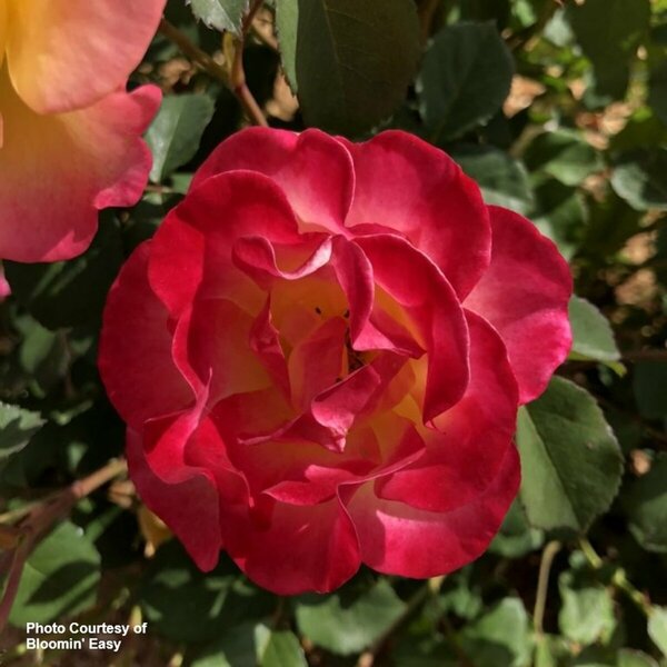 Rosa - 'Gumball Goody'™ [Rd/Yl/Pi] (BE) 2 gal BE