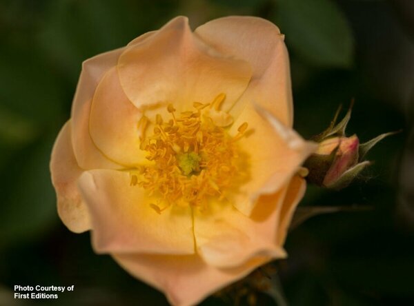 Rosa - 'Above and Beyond'™ Climbing Rose (FE) 1.5 gal FE