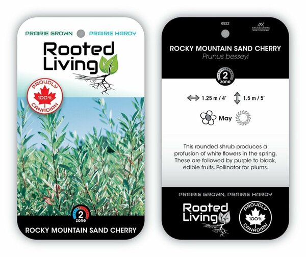 Prunus besseyi - Rocky Mountain Sandcherry 1 gal