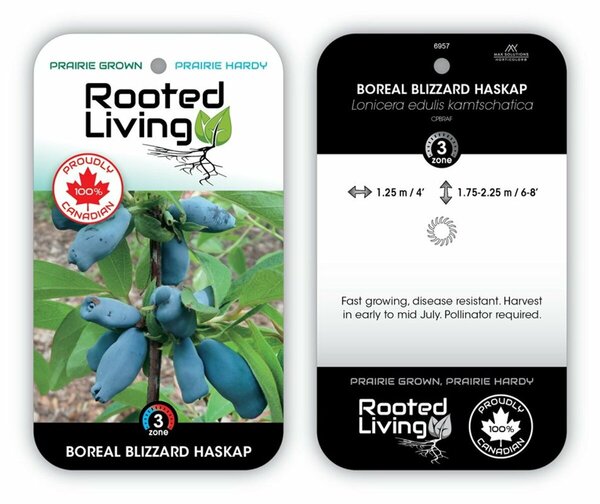 Lonicera - 'Boreal Blizzard' Haskap / Honeyberry 2 gal