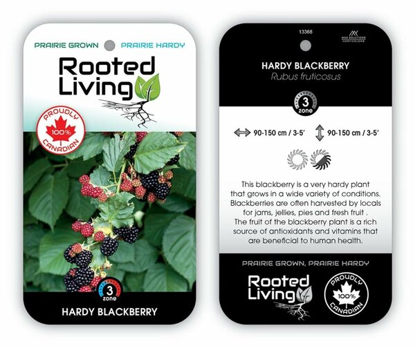Rubus fruc. - Hardy Blackberry 1 gal outdoor