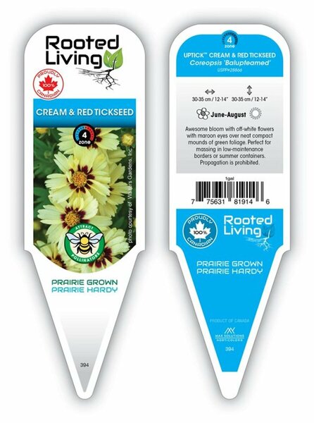 Coreopsis UPTICK™ -  'Cream & Red' Tickseed 2 gal outdoor