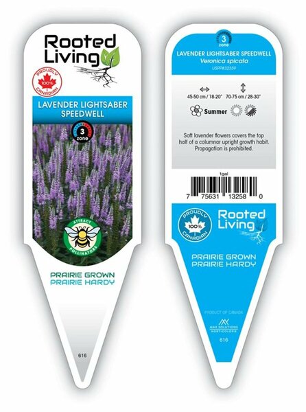 Veronica spicata - 'Lavender Lightsaber' Speedwell 2 gal outdoor