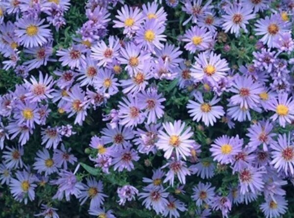 Aster - 'Wood's Light Blue' 2 gal outdoor