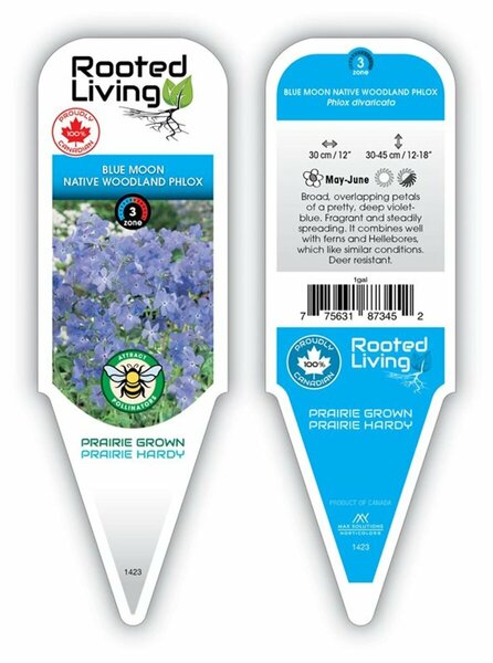 Phlox div. - 'Blue Moon' Native Woodland Phlox 1 gal outdoor