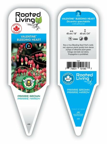 Dicentra - 'Valentine'® Bleeding Heart 2 gal outdoor