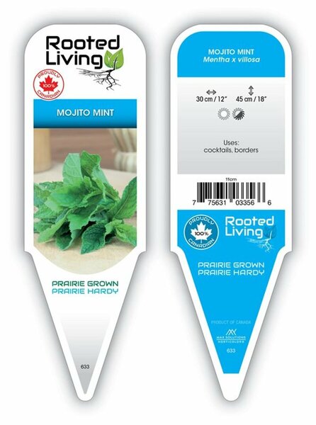Mentha villosa - 'Mojito' Mint 4" / 10cm