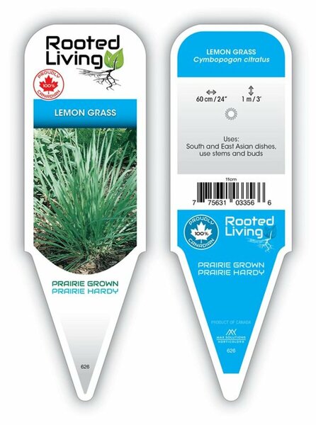 Cymbopogon citratus - Lemongrass  4" / 10cm