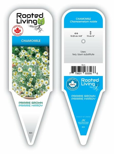 Chamaemelum nobile - Chamomile 4" / 10cm
