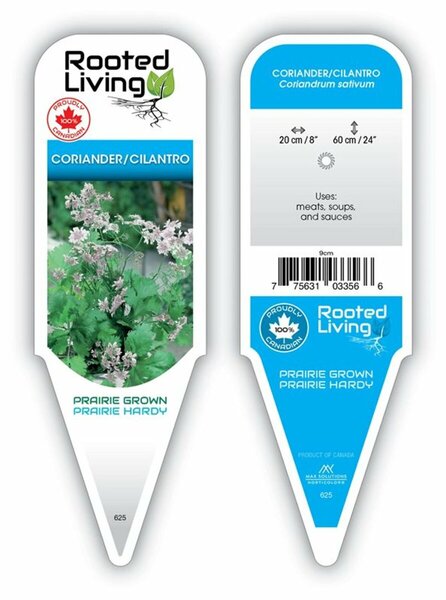 Coriandrum - Coriander / Cilantro 4" / 10cm