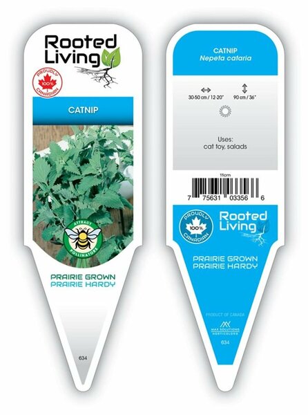 Nepeta cataria - Catnip 4" / 10cm