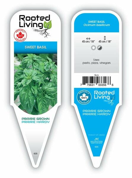Ocimum basilicum - Basil 4" / 10cm
