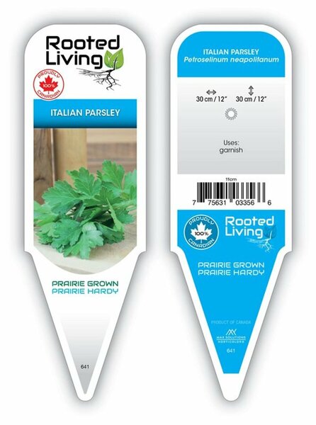 Petroselinum crispum neapolitanum - Italian Parsley 4" / 10cm