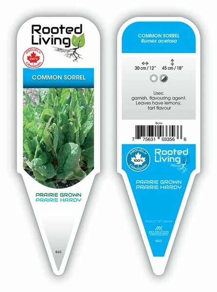 Rumex acetosa - Common Sorrel 4" / 10cm