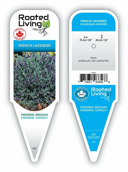 Lavandula dentata - French Lavender 4" / 10cm