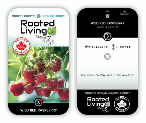 Rubus idaeus (strigosus)'Wild' Raspberry 1 gal outdoor