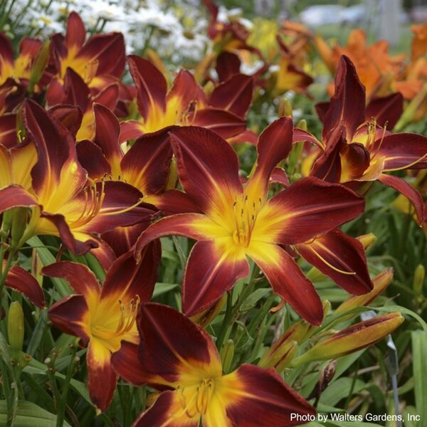 Hemerocallis - 'Ruby Spider' Daylily (PW) 1 gal outdoor