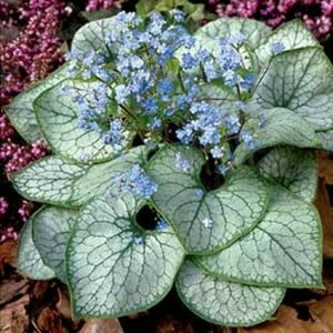 Brunnera mac. - 'Jack Frost' Siberian Bugloss 1 gal outdoor
