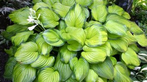 Hosta - 'Guacamole' [Bright Green] 1 gal outdoor