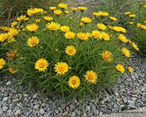 Inula ensifolia - Swordleaf 1 gal outdoor