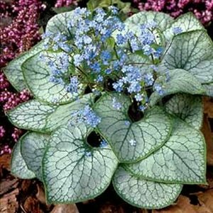 Brunnera mac. - 'Jack Frost' Siberian Bugloss 1 gal outdoor