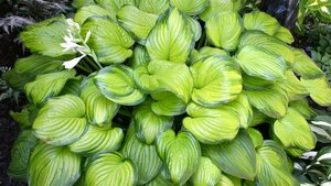 Hosta - 'Guacamole' [Bright Green] 1 gal outdoor