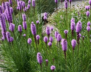 Liatris spicata - Blazing Star [Purple] 1 gal outdoor