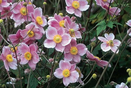 Anemone tom. 'Robustissima' - Grapeleaf 1 gal outdoor
