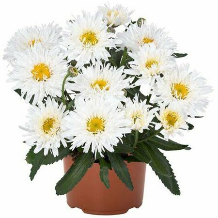 Leucanthemum Sweet Daisy™ - 'Rebecca' Shasta Daisy 1 gal outdoor